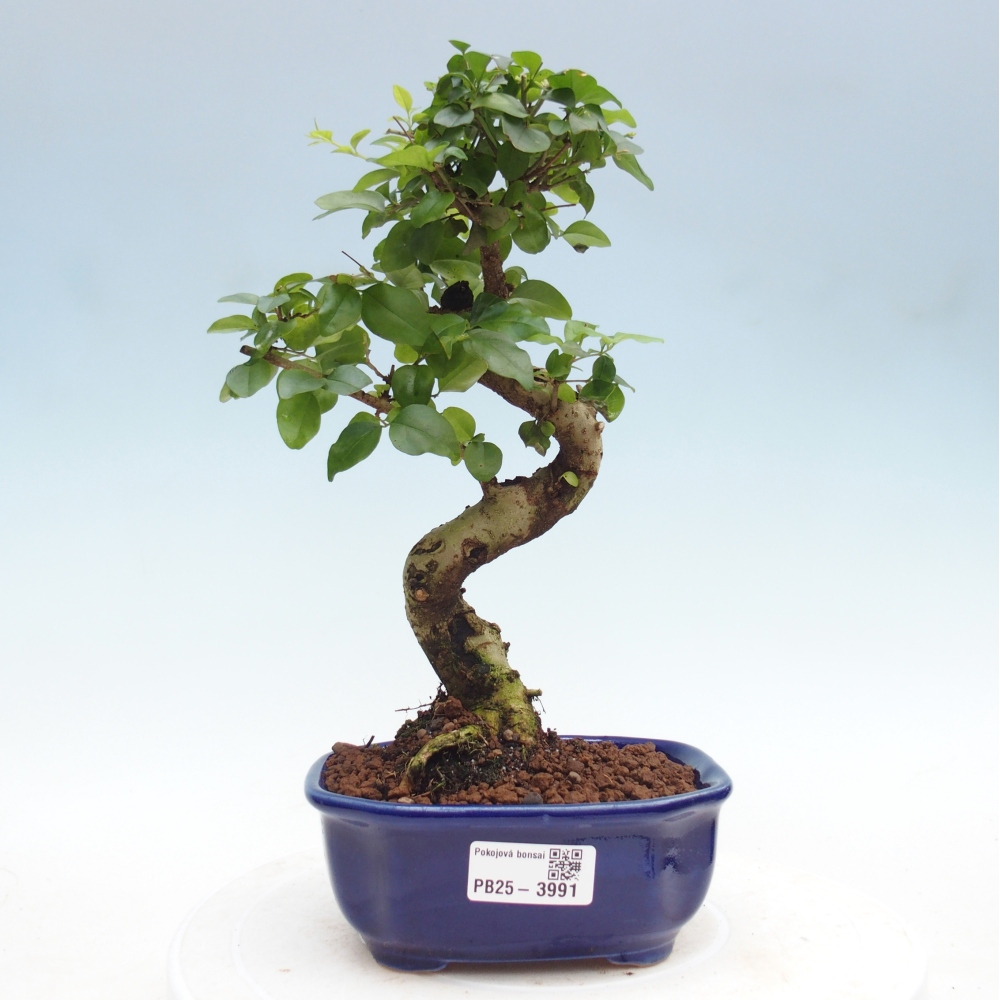 Room bonsai -Ligustrum chinensis - Birds Beak