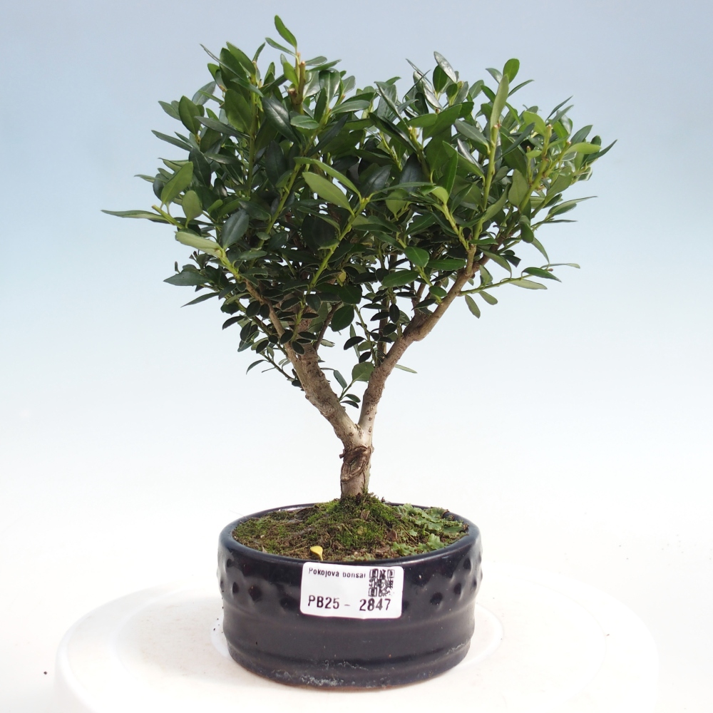 Indoor bonsai - Ilex crenata - Holly
