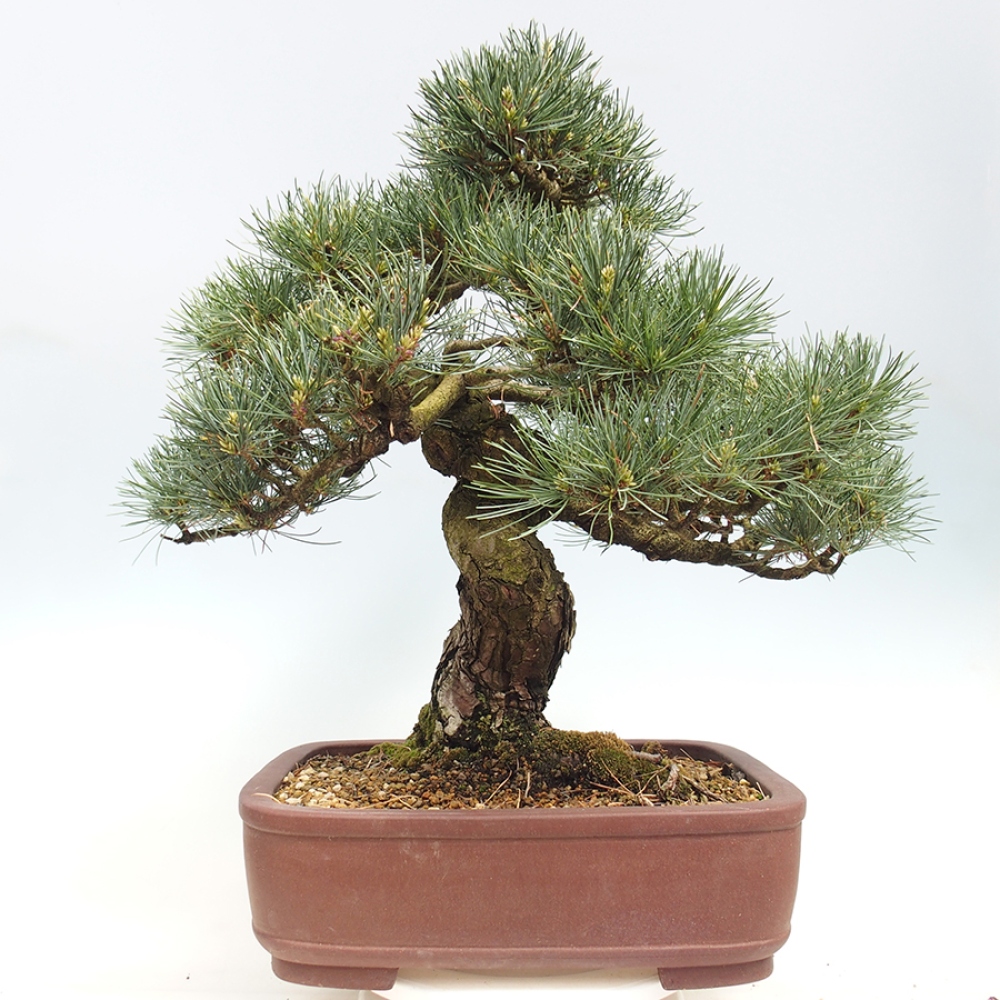 Outdoor bonsai - Pinus parviflora - Pinus parviflora