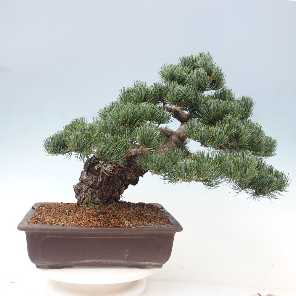Outdoor bonsai - Pinus parviflora - Small pine tree
