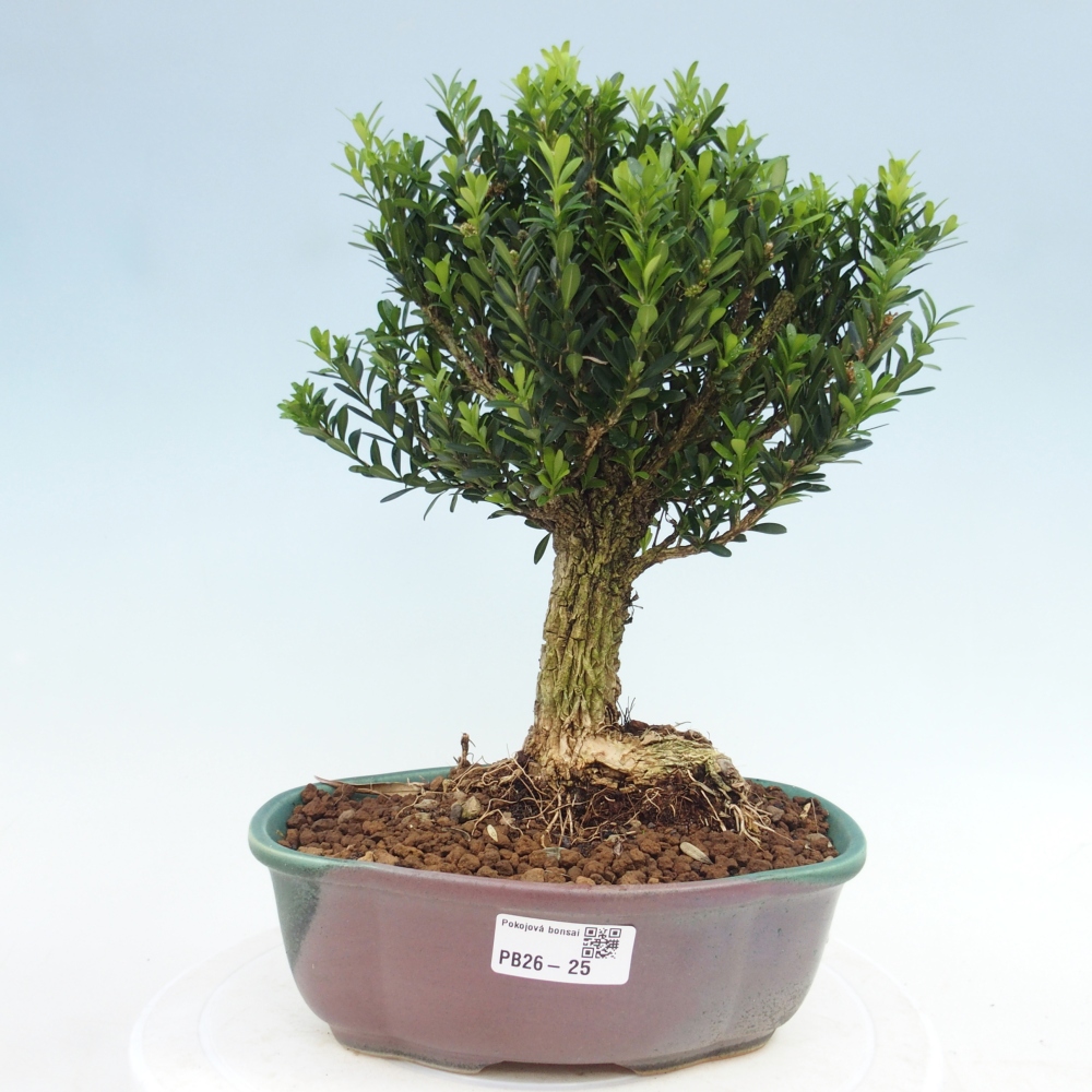 Room bonsai - Buxus harlandii - cork buxus