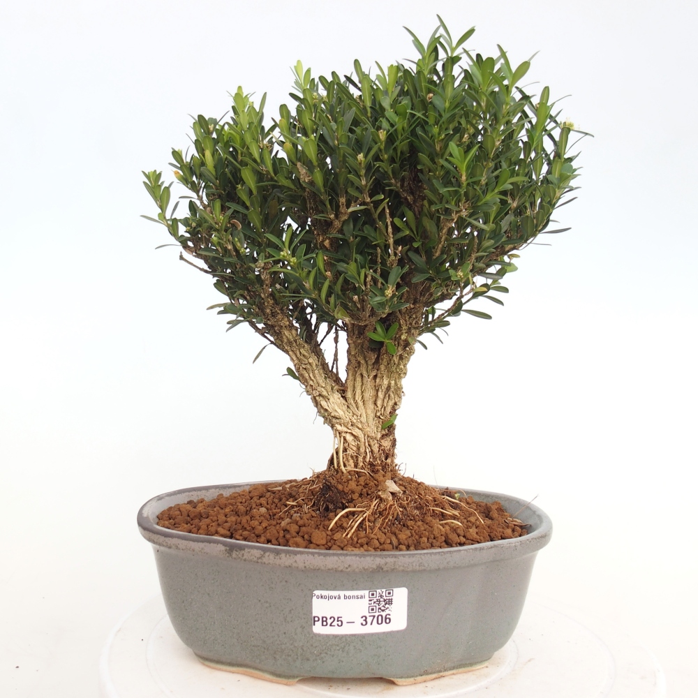 Indoor bonsai - Buxus harlandii - Cork boxwood