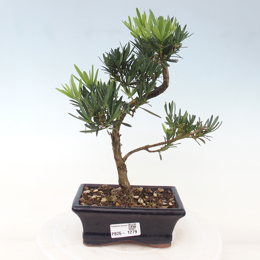 Room bonsai - Podocarpus - Stone Yew