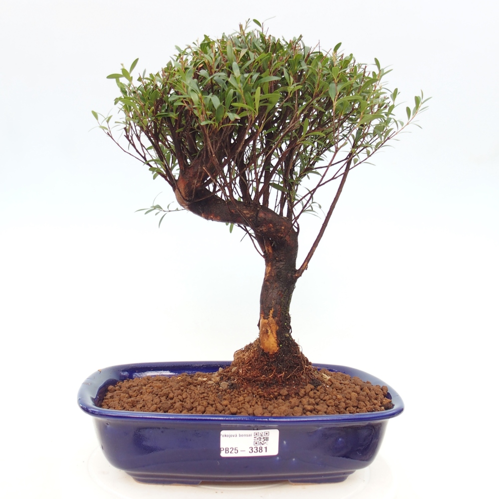 Room bonsai - Syzygium - Pimento