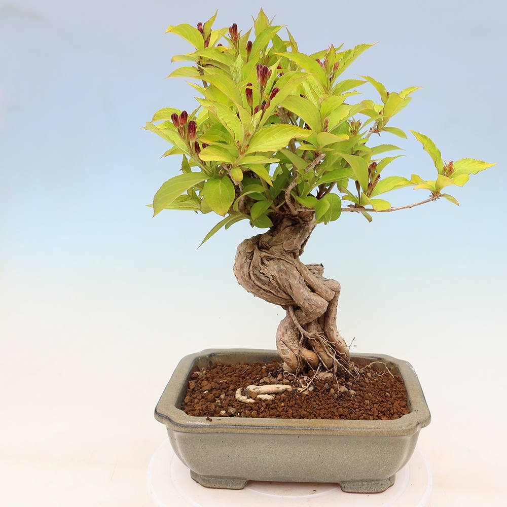Outdoor Bonsai - Weigela subsessilis - Korean Weigela