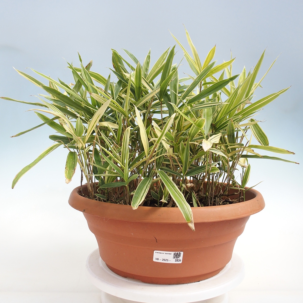 Outdoor bonsai - Sasaella masamuneana Albostriata - Bamboo