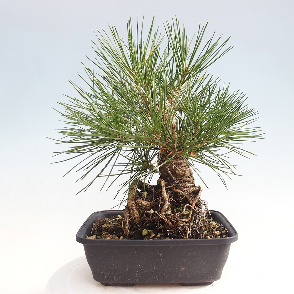 Outdoor bonsai - Pinus thunbergii - Thunberg pine