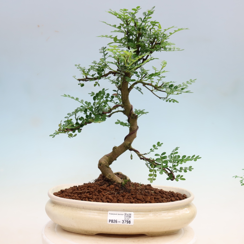 Room bonsai - Zantoxylum piperitum - pepper tree