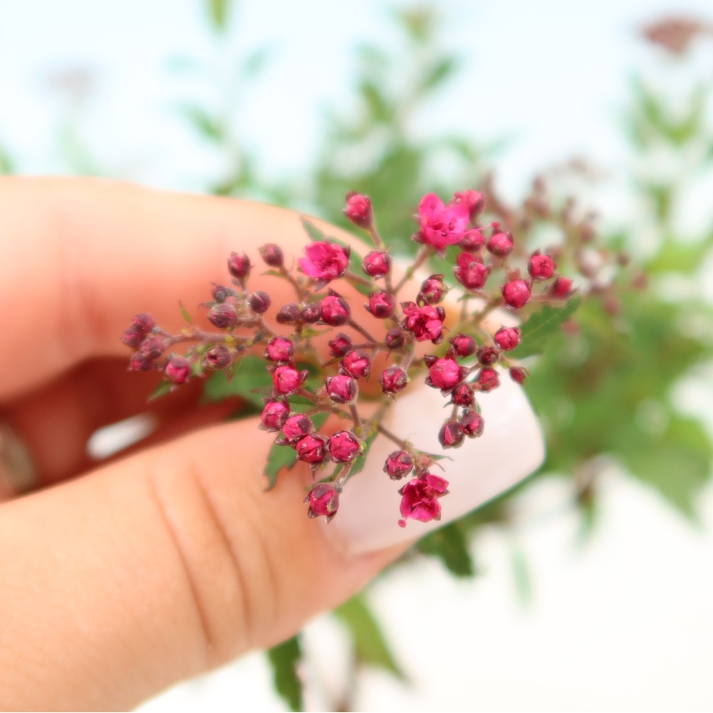 Outdoor Bonsai - Japanese Spirea - Spirea japonica 'Anthony Waterer'