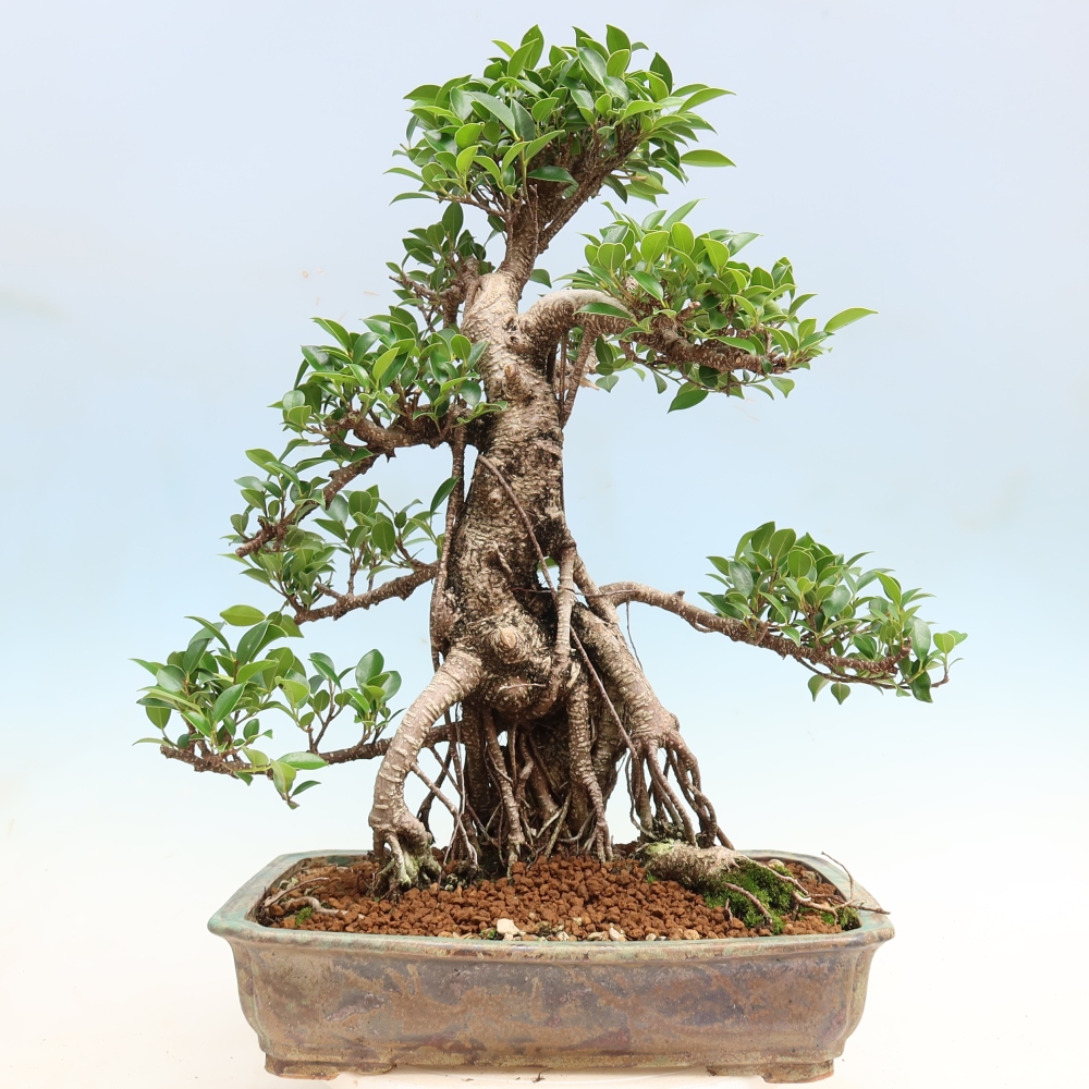 Room bonsai - Ficus kimmen - small-leaved ficus