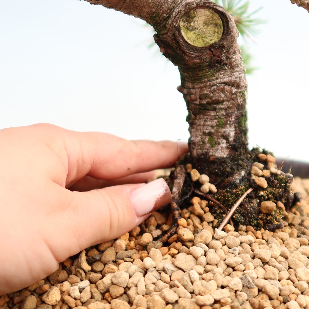 Outdoor Bonsai - Pinus mugo Humpy  - Mountain Pine
