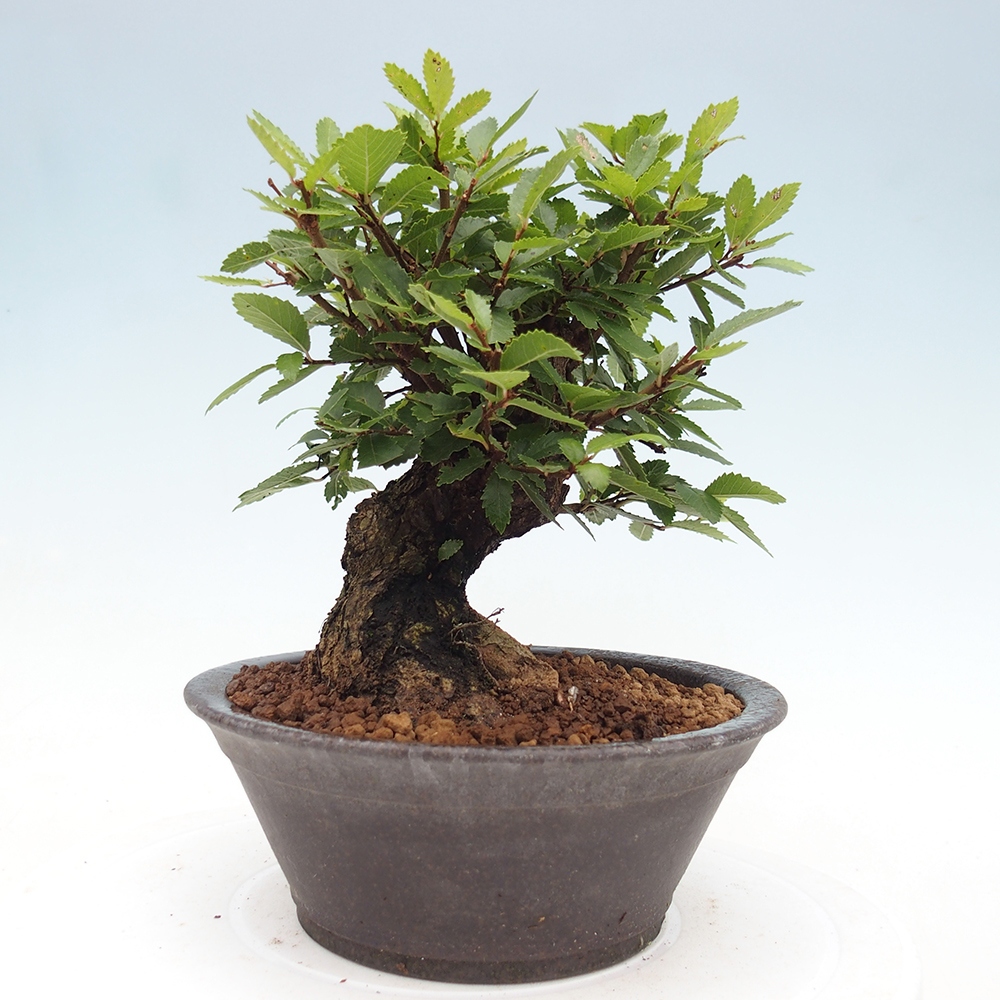 Outdoor bonsai - Zelkova - Zelkova NIRE