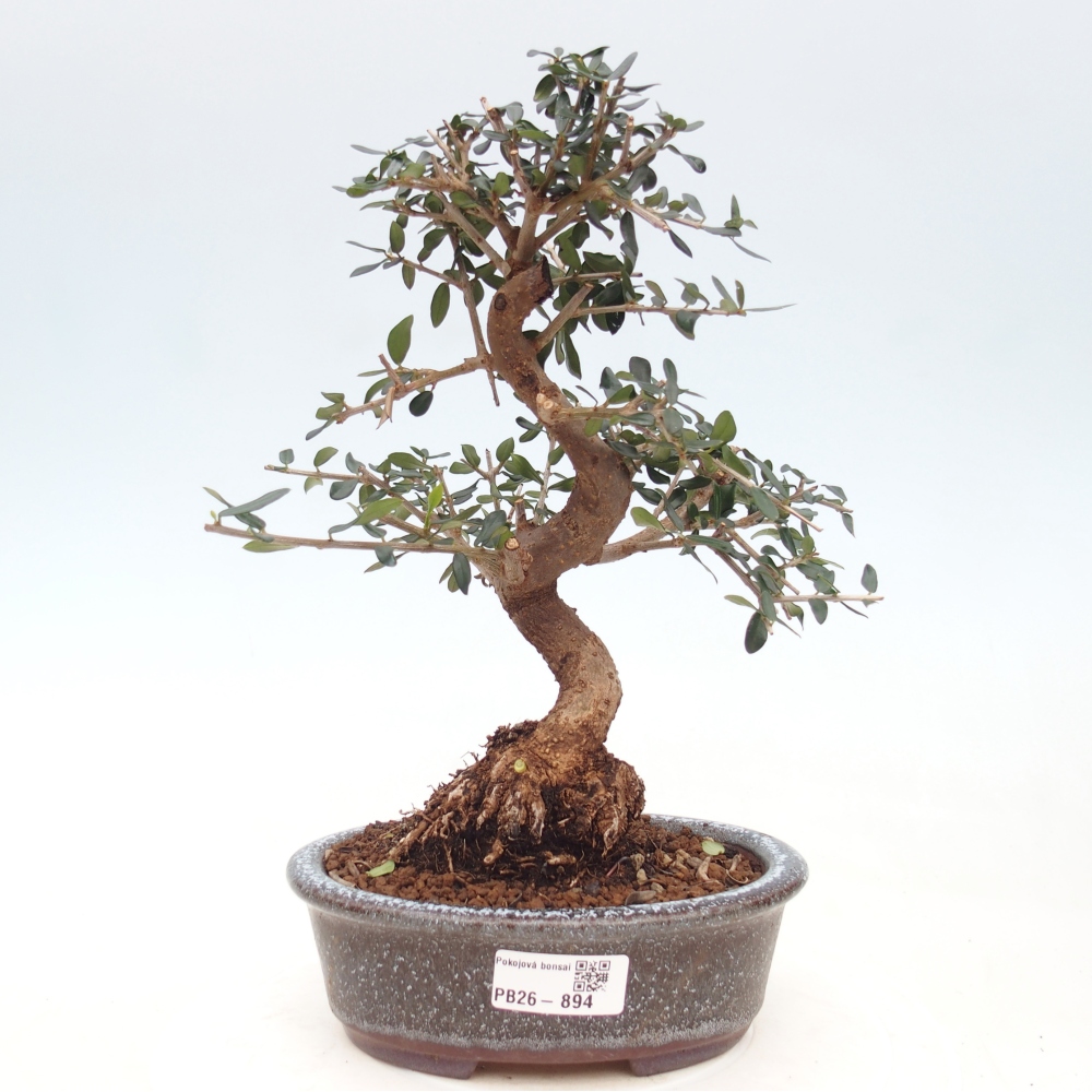 Indoor bonsai - Olea europaea sylvestris