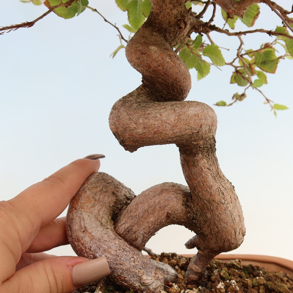 Outdoor bonsai -Carpinus CARPINOIDES - Korean Hornbeam