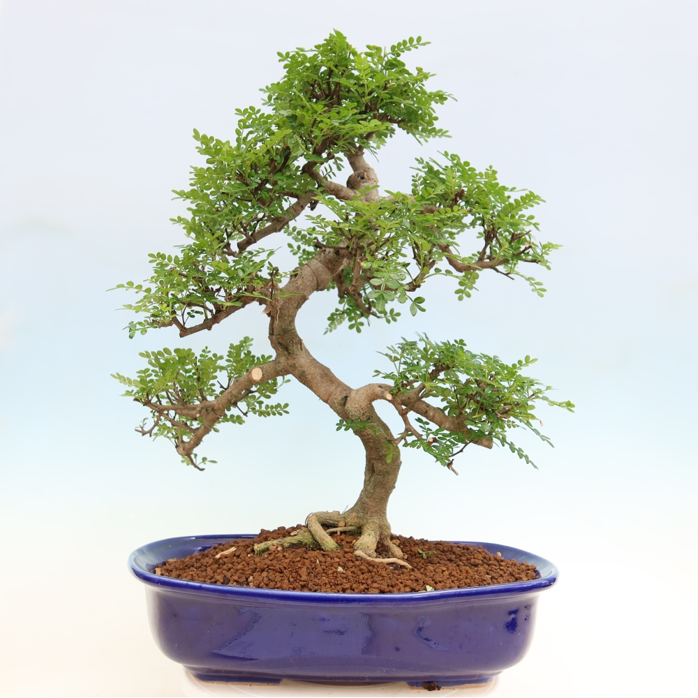 Room bonsai - Zantoxylum piperitum - pepper tree