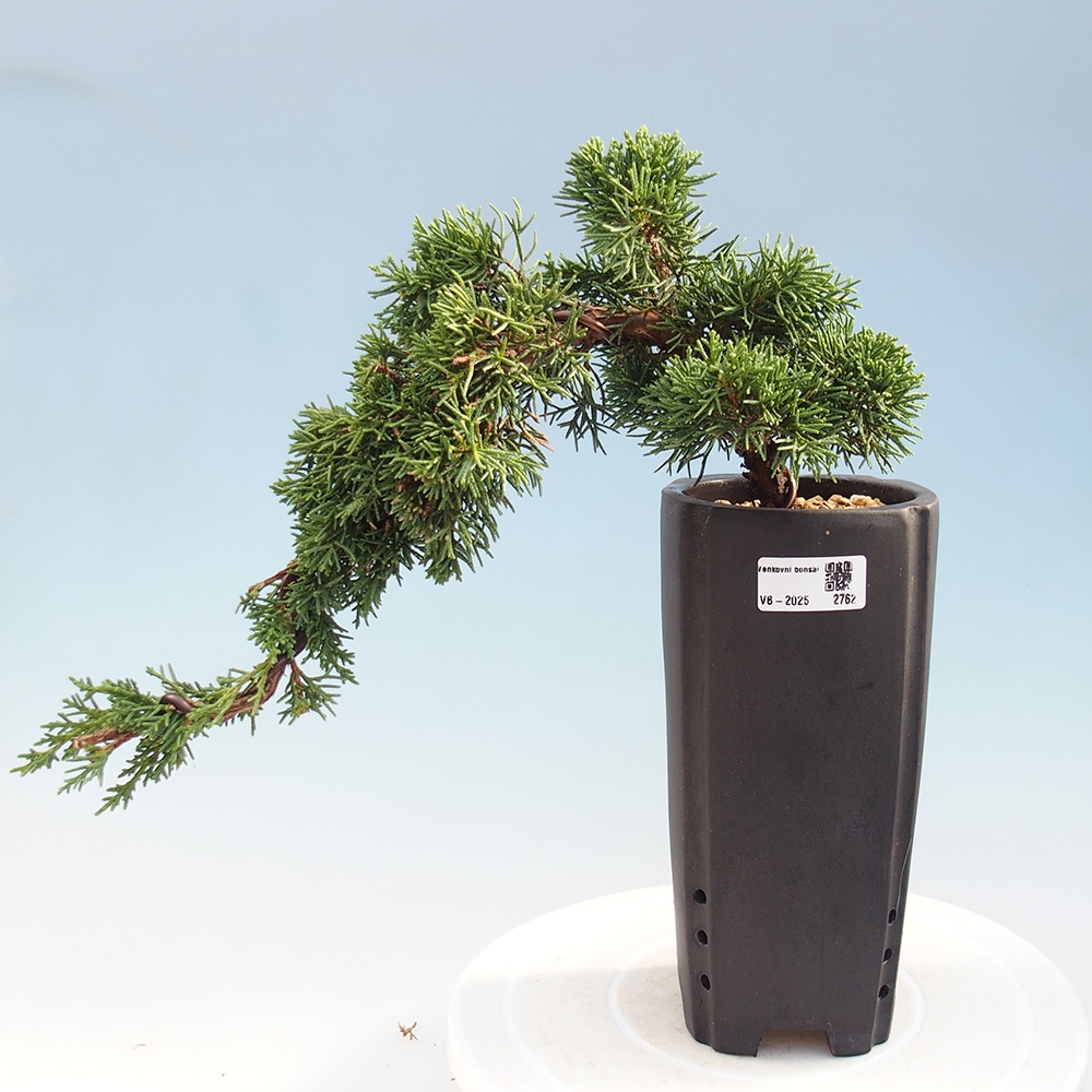 Outdoor bonsai - Juniperus chinensis Kishu - Chinese Juniper