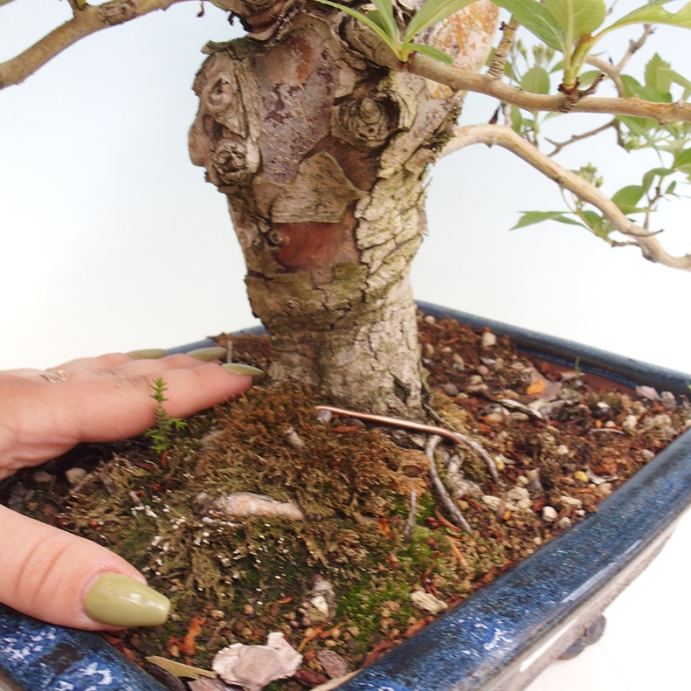 Outdoor bonsai - Hawthorn - Crataegus cuneata