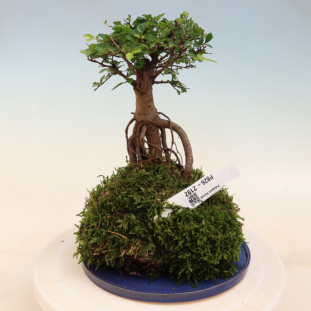 Kokedama with a saucer - Ulmus parvifolia - small-leaved elm