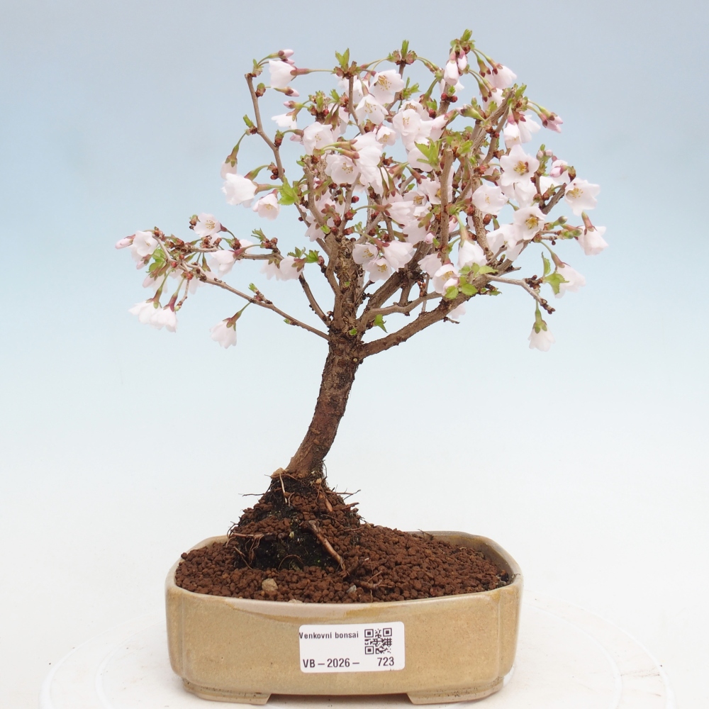 Outdoor bonsai - Prunus incisa Kojou-no mai-Plivon cut out
