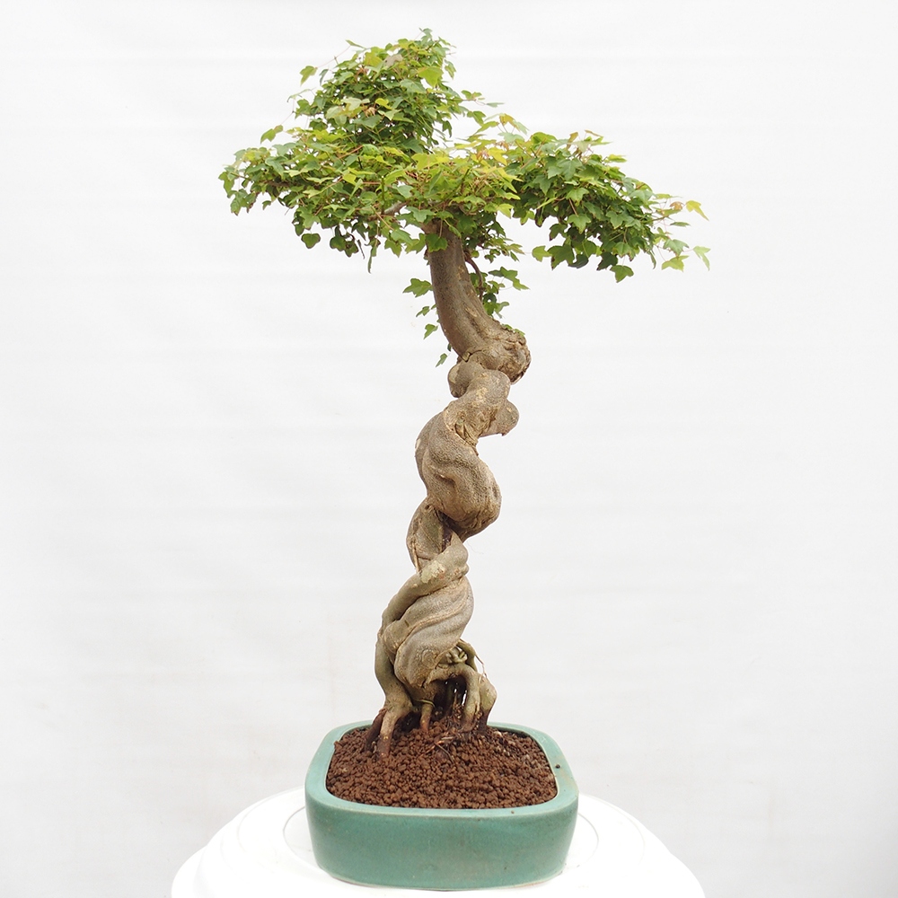 Outdoor bonsai - Maple Buergerianum - Burger Maple