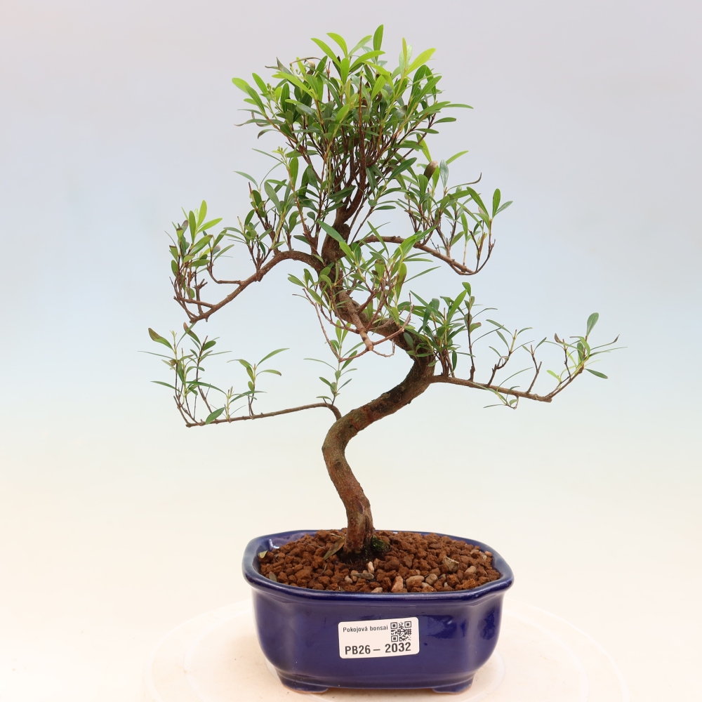 Room bonsai - Syzygium - Pimento