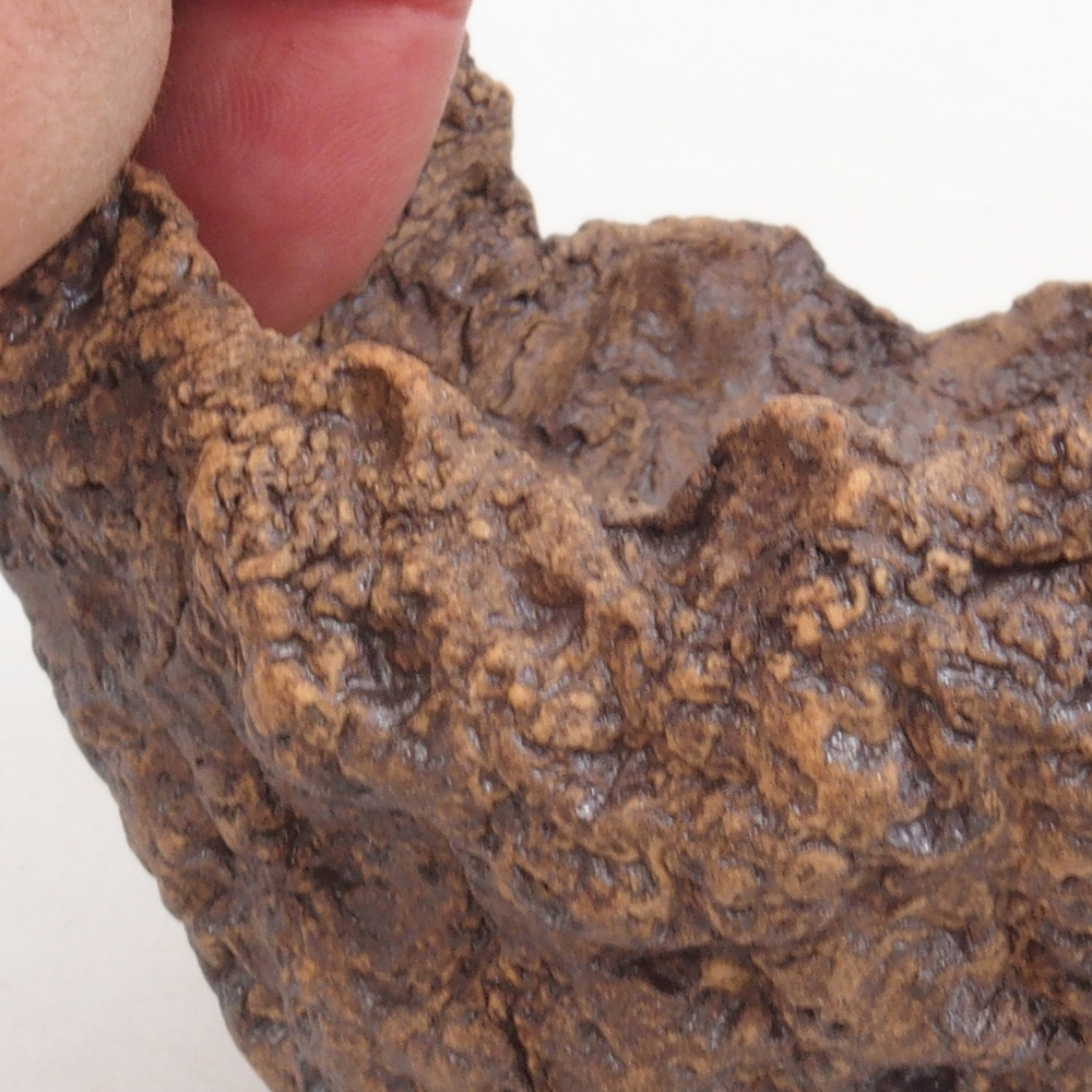 Ceramic shell 10 x 8 x 10 cm, brown color