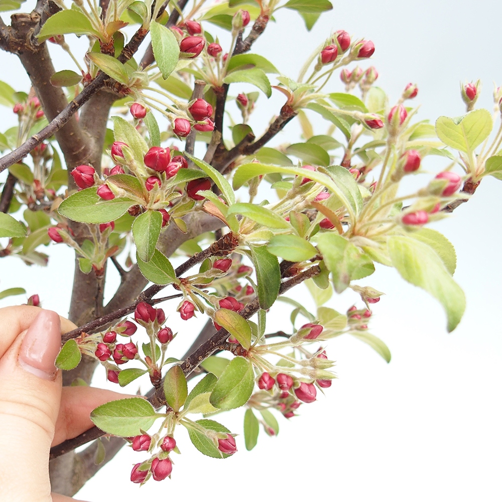 Outdoor bonsai -Malus domestica - Small-fruited red-leaved apple tree