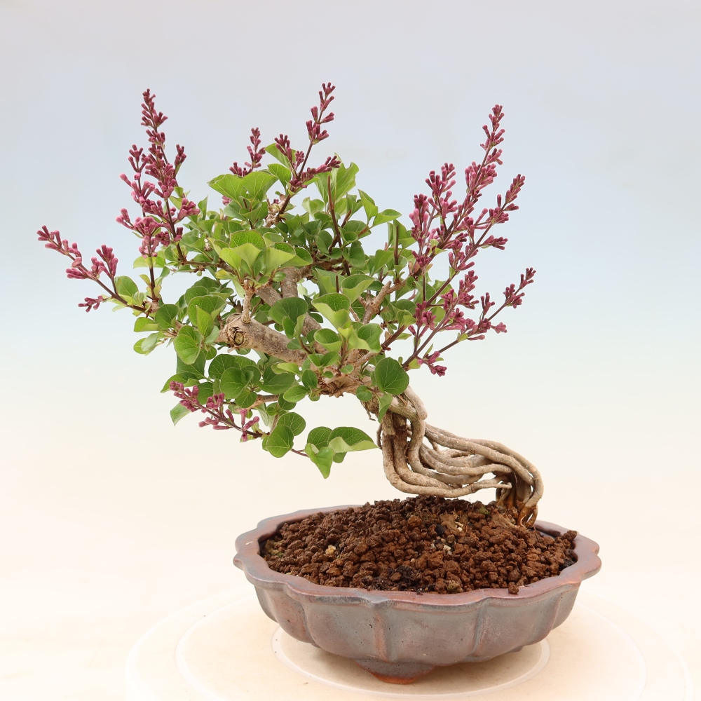 Outdoor bonsai - Syringa microphylla - small-flowered lilac
