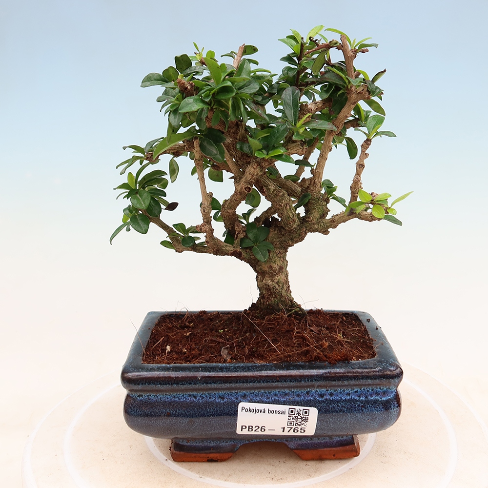 Room bonsai - Carmona macrophylla - Tea fuki