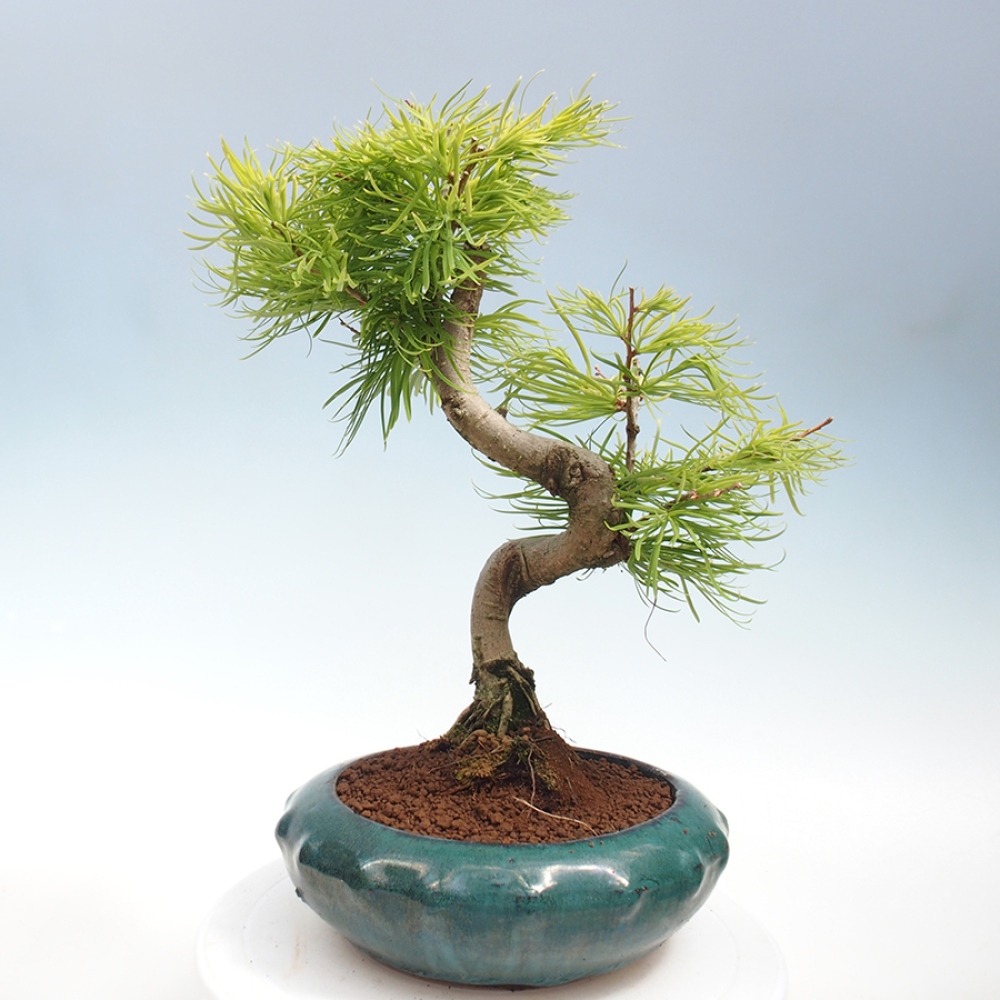 Outdoor bonsai - Dandelion - Pseudolarix amabis