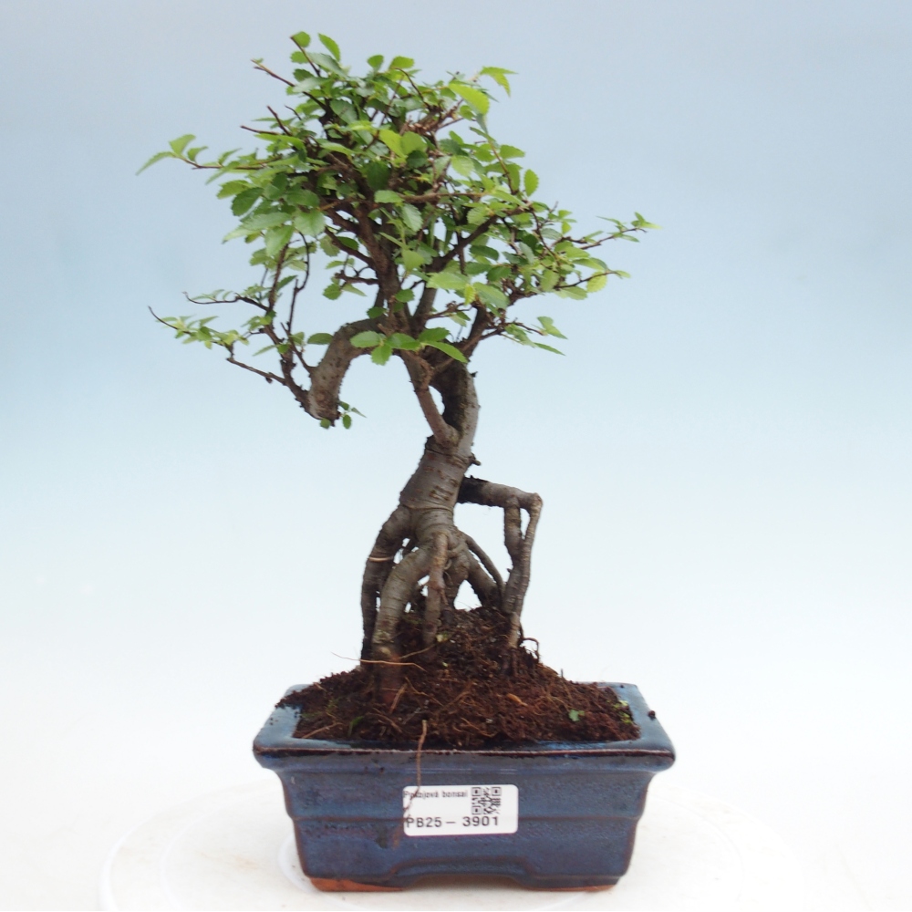 Room bonsai - Ulmus parvifolia - Small-leaved elm