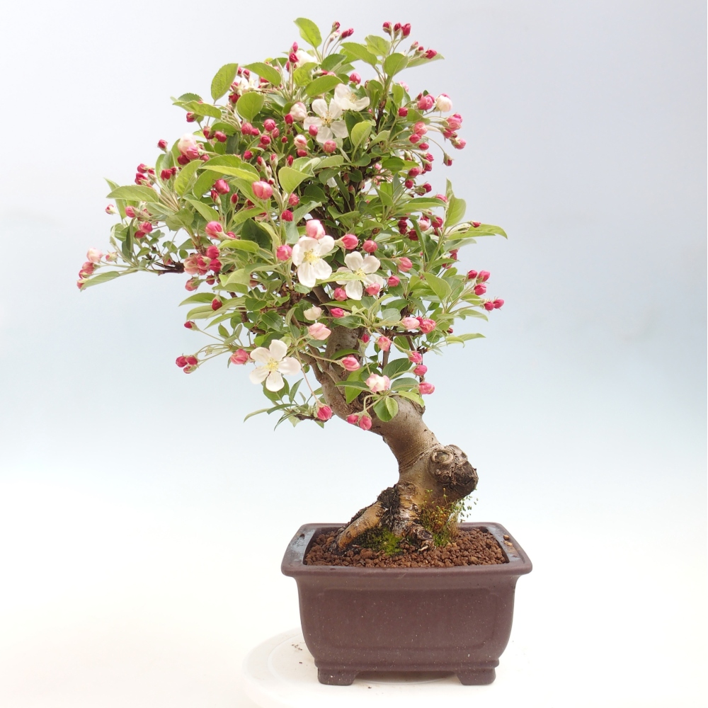 Outdoor bonsai -Malus halliana - Small-fruited apple tree