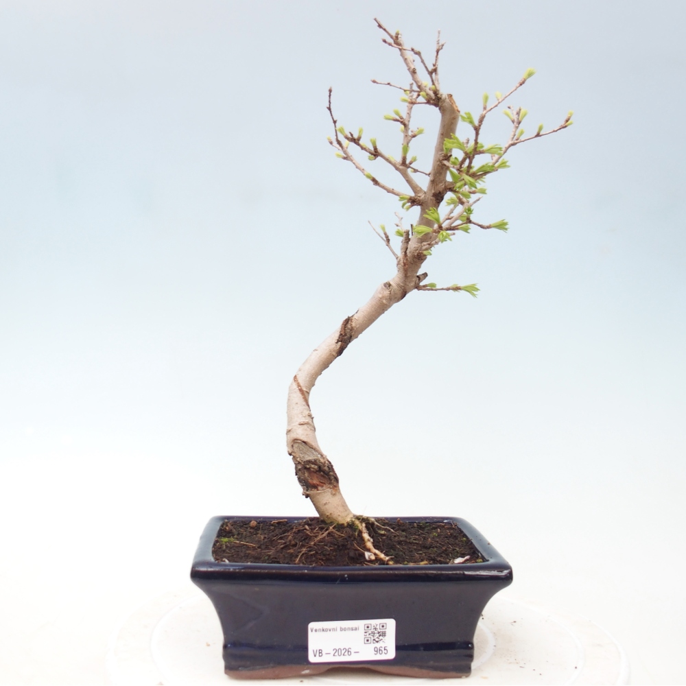 Outdoor bonsai -Pseudolarix amabis-Pseudolarix amabis