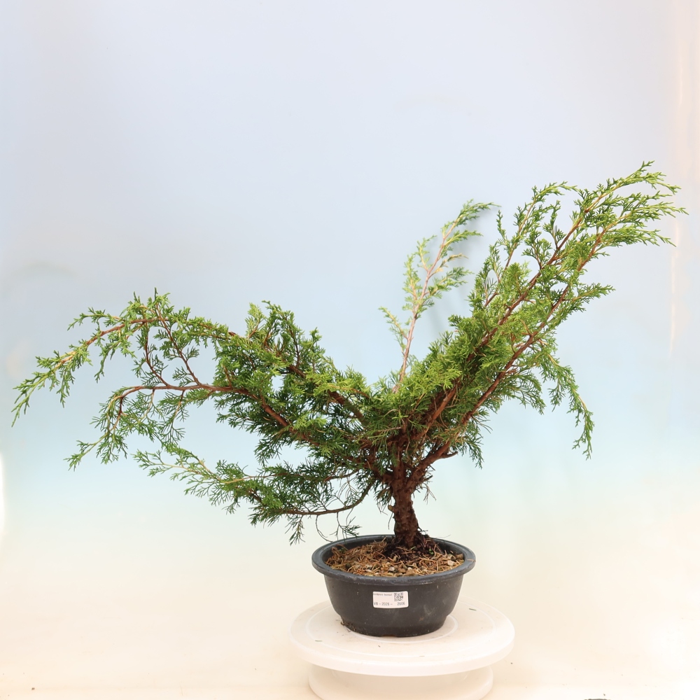 Outdoor bonsai - Juniperus chinensis Itoigawa