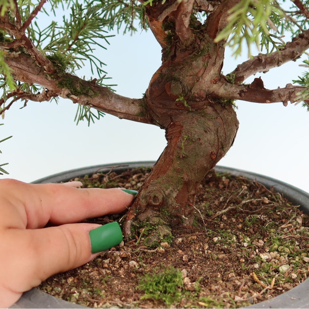 Outdoor Bonsai - Juniperus chinensis Itoigawa - Chinese Juniper