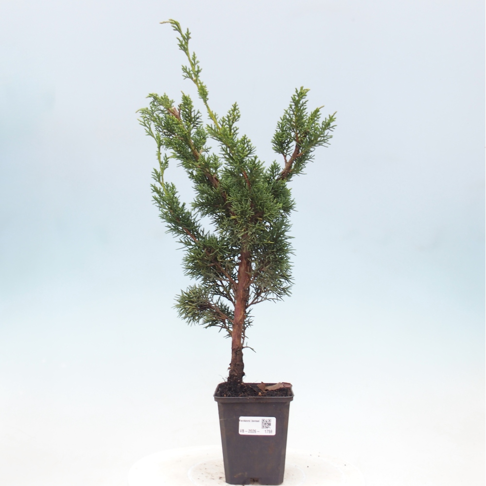 Outdoor bonsai - Juniperus chinensis Kishu