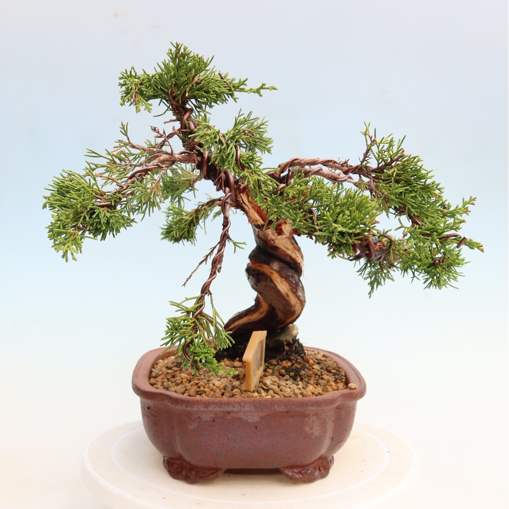 Outdoor Bonsai - Juniperus chinensis Itoigawa - Chinese Juniper
