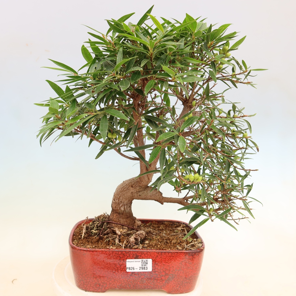 Room bonsai - Ficus nerifolia - small-leaved ficus