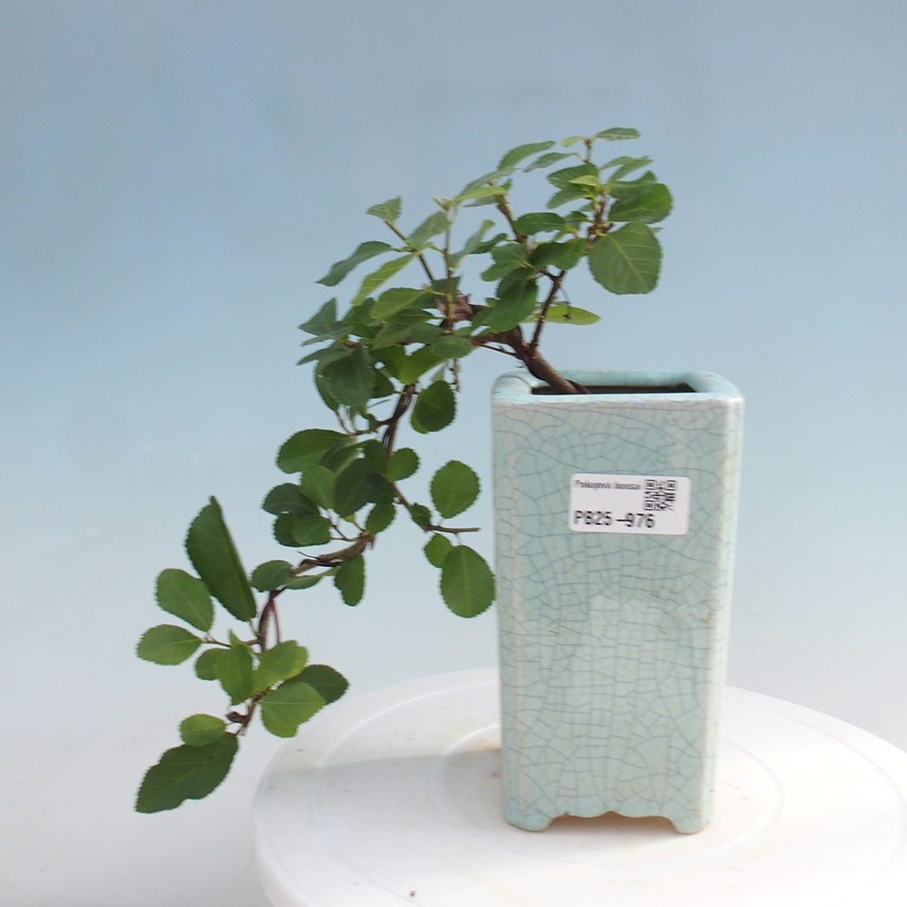 Indoor bonsai - Grewia occidentalis - Lavender star