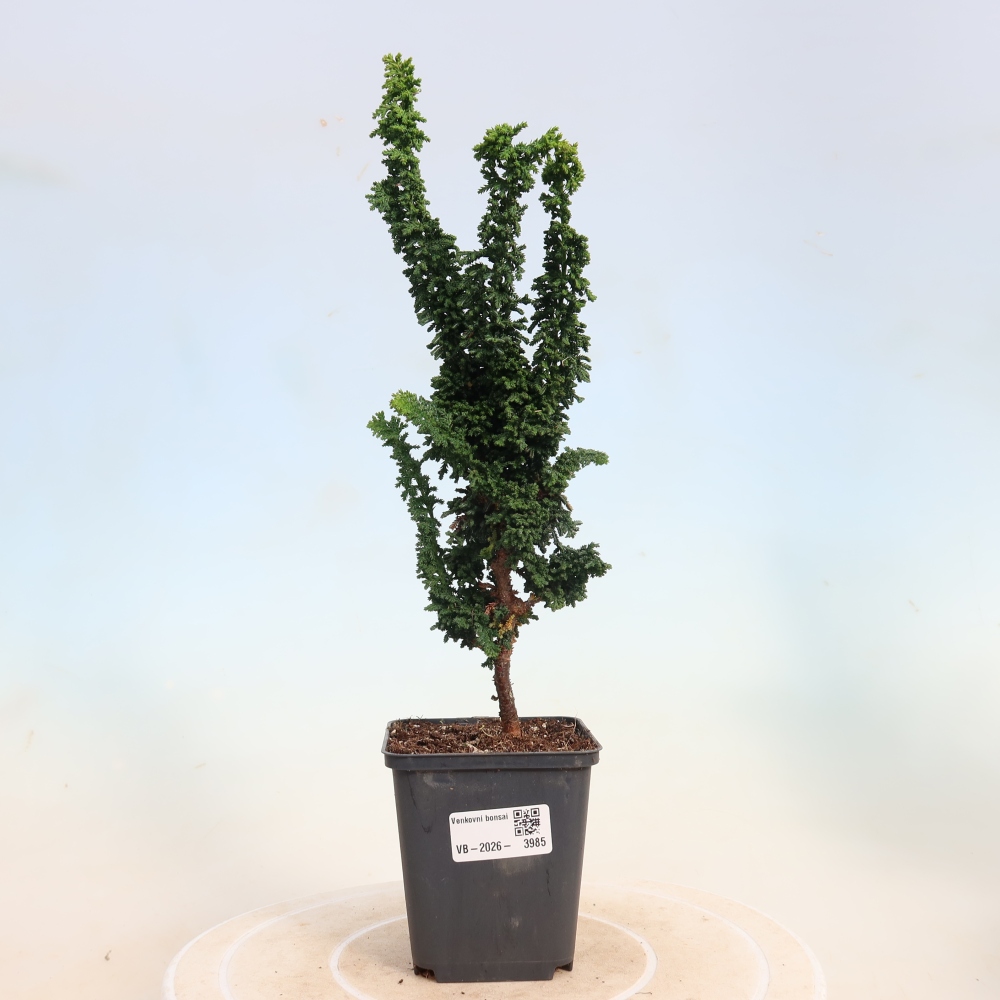 Outdoor bonsai - Cham. obtusa SEKKA HINOKI - Cypress