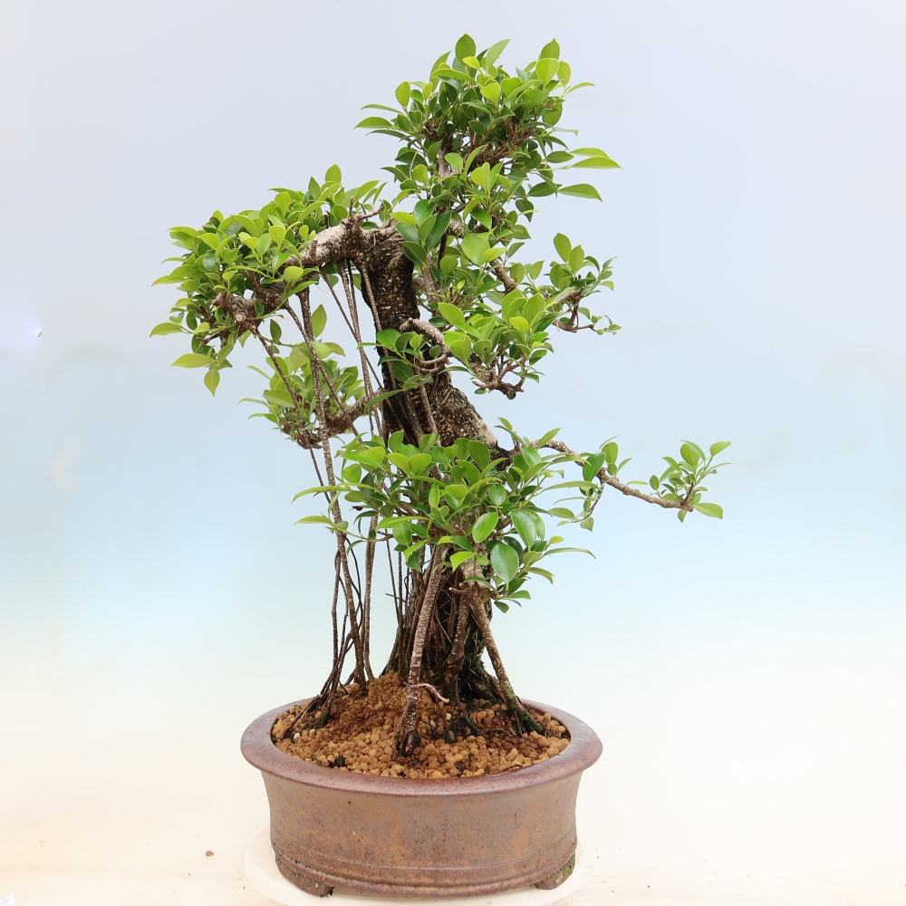 Room bonsai - Ficus kimmen - small-leaved ficus