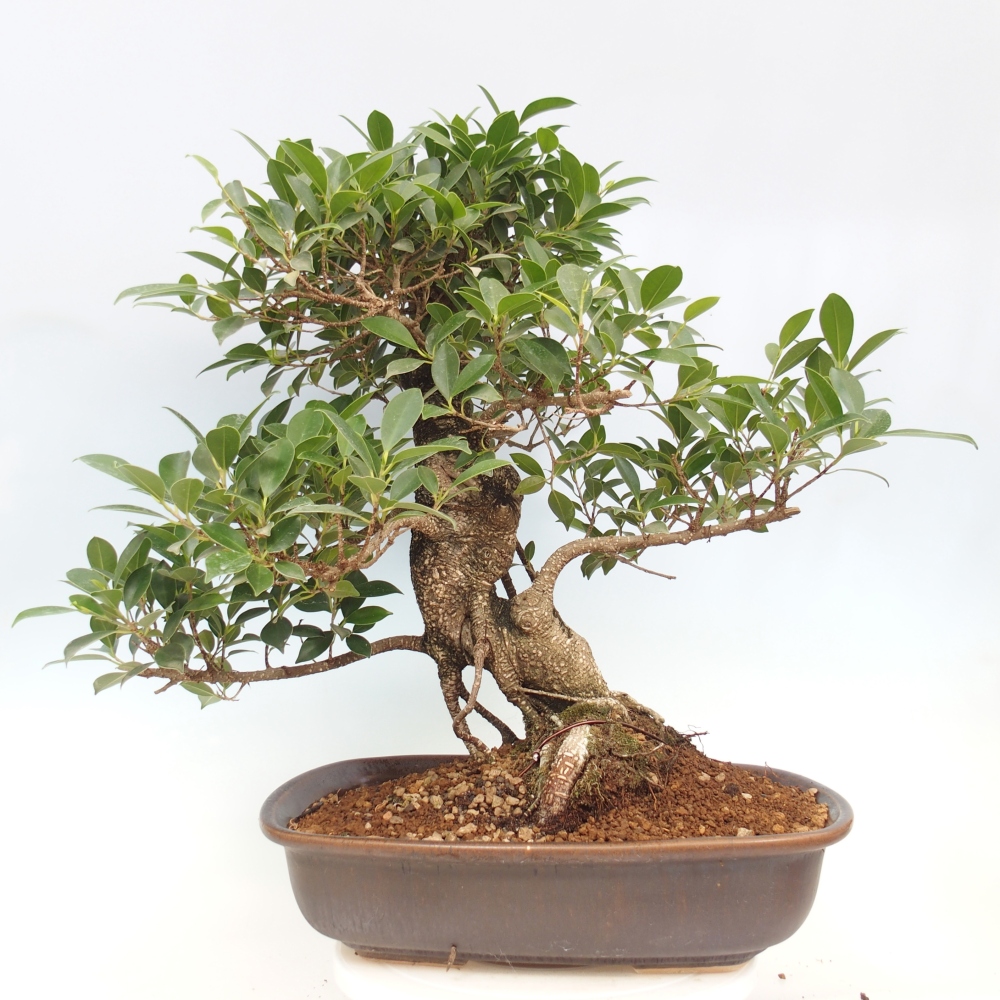 Room bonsai - Ficus kimmen - small-leaved ficus - PERSONAL COLLECTION ONLY or pallet transport