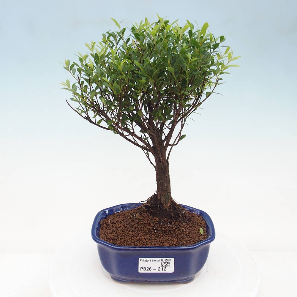 Room bonsai - Syzygium - Pimento