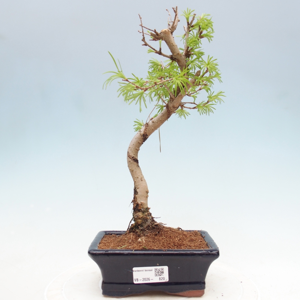 Outdoor bonsai -Pseudolarix amabis-Pseudolarix amabis