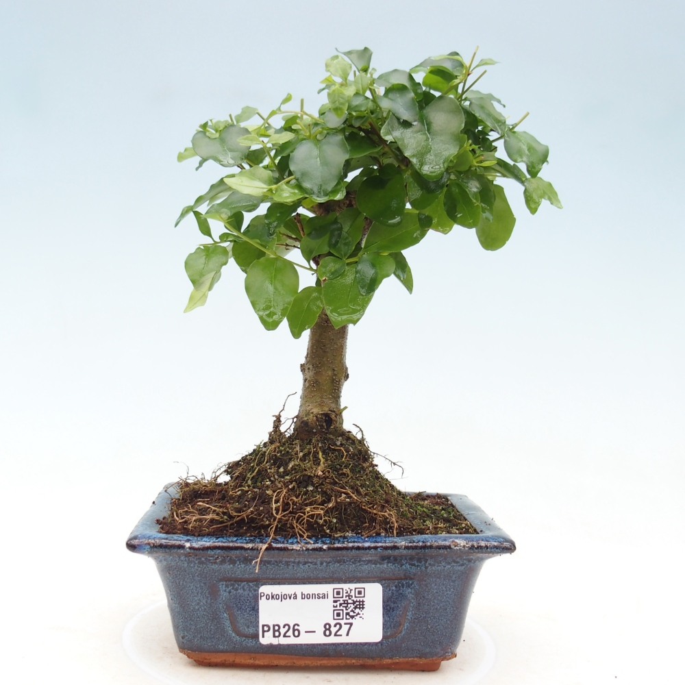 Room bonsai -Ligustrum chinensis - Birds Beak