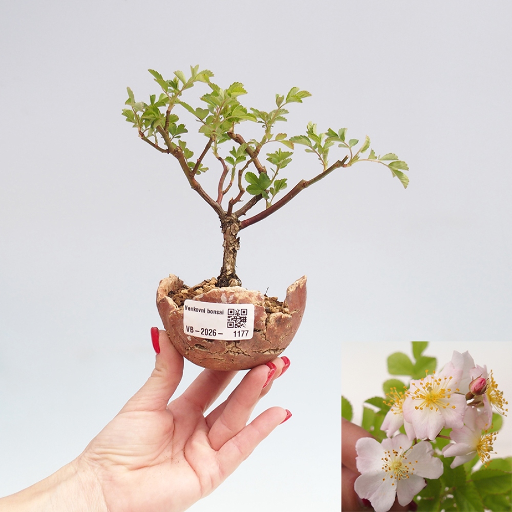 Outdoor bonsai - Rosa sp. - small-flowered rose