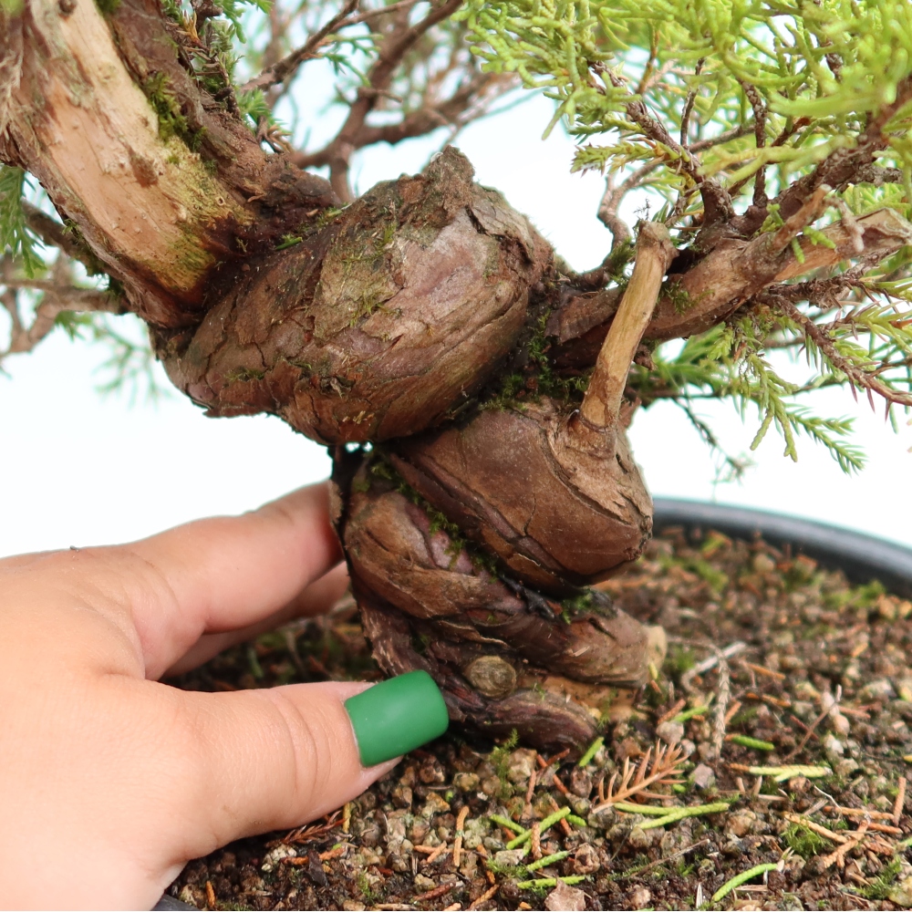 Outdoor Bonsai - Juniperus chinensis Itoigawa - Chinese Juniper
