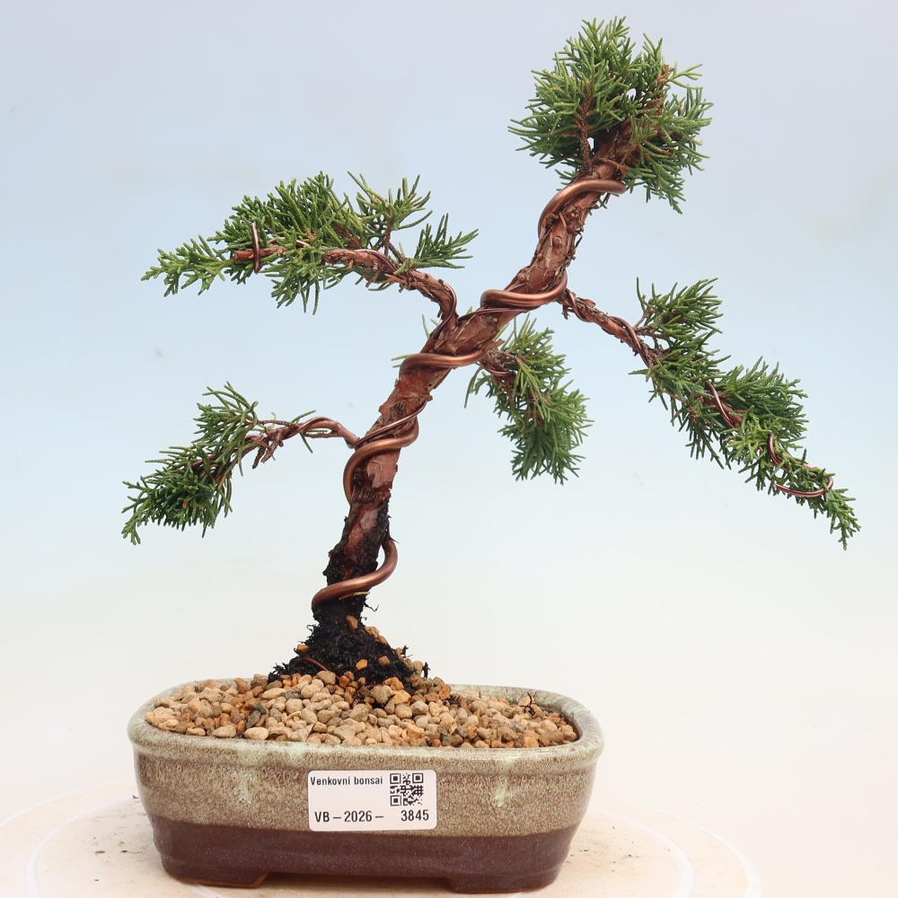 Outdoor bonsai - Juniperus chinensis Kishu