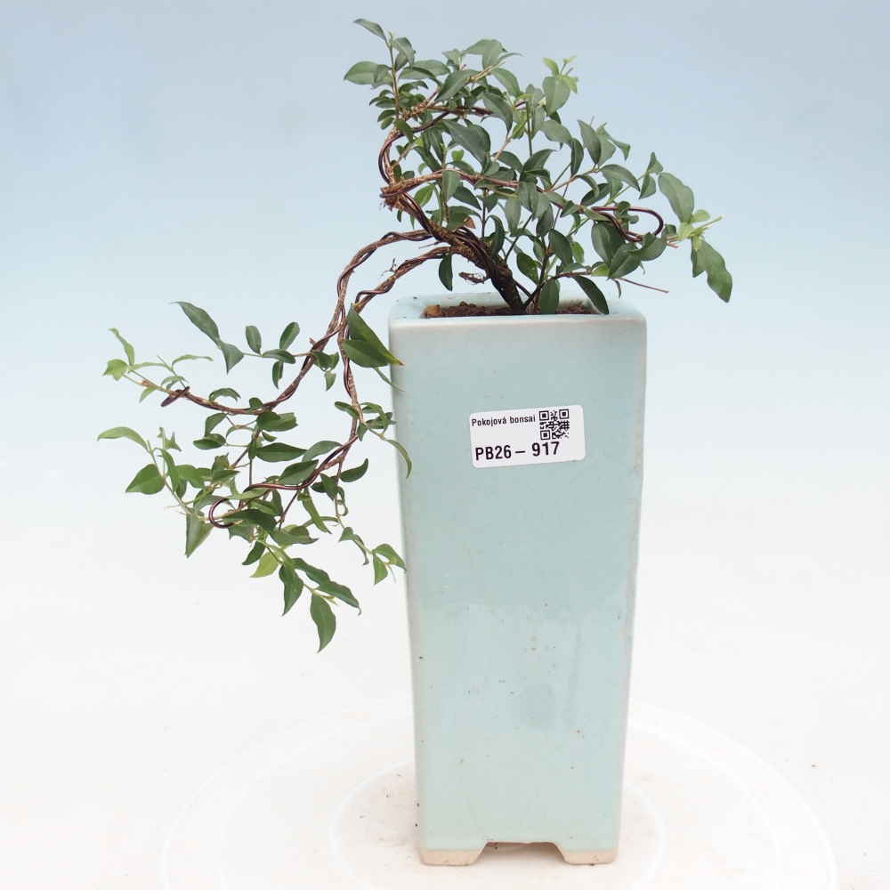 Room bonsai - Malpighia coccigera- Barbdor Cherry