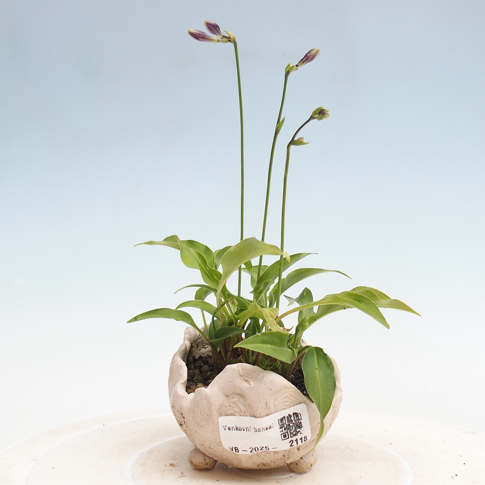 Outdoor bonsai - Mini Hosta - Goddess